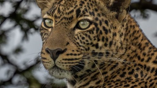 brown and black leopard in close up photography